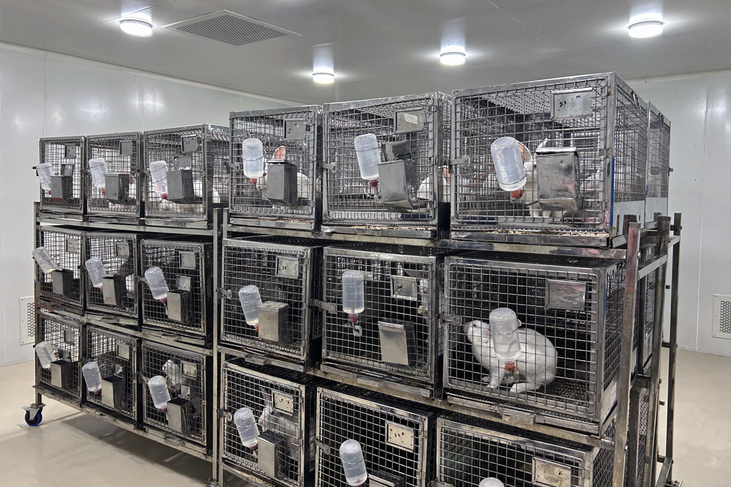 Rabbits_New_Zealand_White